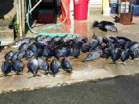 Whale Watching Depoe Bay 